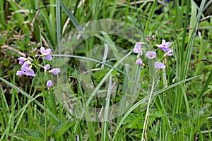 Cuckooflower or Lady`s-smock - Cardamine pratensis, Norfolk Broads, England, UK