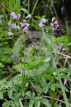 Cuckooflower or Lady`s-smock - Cardamine pratensis, Norfolk Broads, England, UK