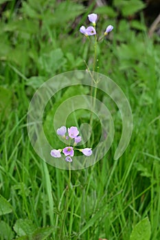 Cuckooflower or Lady`s-smock - Cardamine pratensis, Norfolk Broads, England, UK