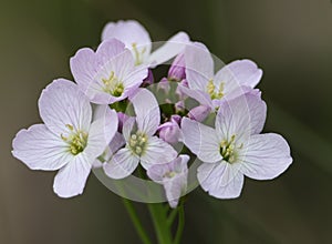 A Cuckooflower or Lady`s Smock plant, Cardamine pratensis, growing in a meadow in the UK.