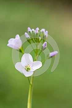 Cuckooflower open in Spring