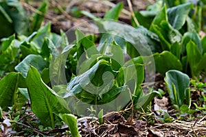 Cuckoopint or Arum maculatum arrow shaped leaf, woodland poisonous plant in family Araceae. arrow shaped leaves. Other names are photo