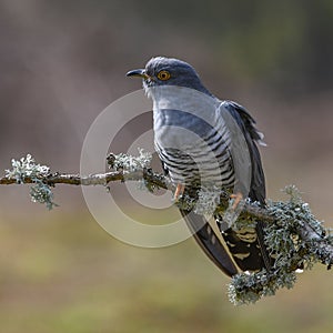 European Cuckoo - Cacomantis flabelliformis photo