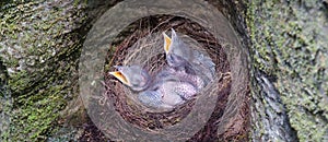Cuckoos in nest. photo