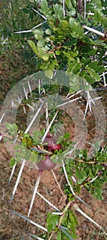 Cuct Cuctus stin steam tree