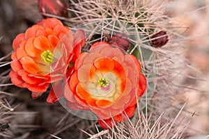 cuctus in bloom with orange flowers