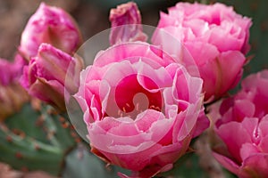 cuctus in bloom with pink flowers