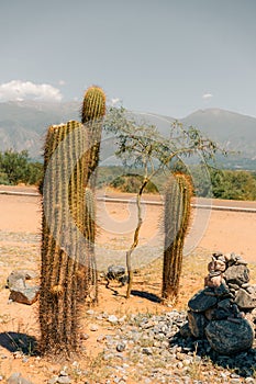 Cuctus Forest Quebrada in Cafayate, Argentina