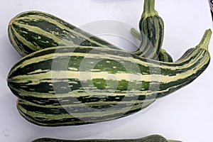 Cucubita pepo, PUSA Alankar summer squash hybrid