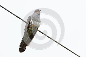 Cuculus canorus, Common Cuckoo. photo