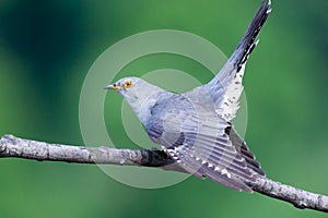 Cuculus canorus, Common Cuckoo