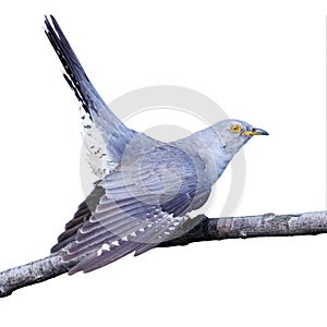 Cuculus canorus, Common Cuckoo