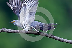 Cuculus canorus, Common Cuckoo photo