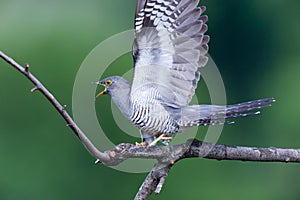 Cuculus canorus, Common Cuckoo photo