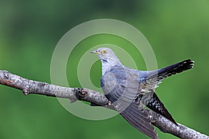 Cuculus canorus, Common Cuckoo photo