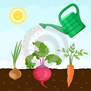 Fresh vegetables roots grow in the soil. Watering can irrigate the garden.