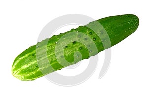 Cucumber