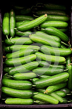 Cucumber