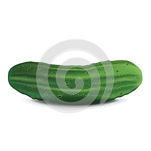 Cucumber