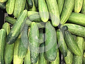 Cucumber