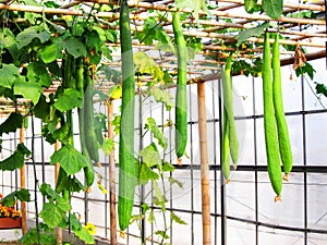 Cucumber in agricultural greenhouses