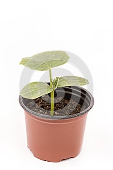 Cucumber baby plant in the brown plastic pot