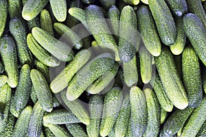 Cucumber background