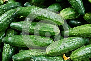 Cucumber background Cucumber harvest. many cucumbers. cucumbers from the field