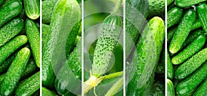 Cucumber background. Fresh vegetables