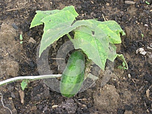 Cucumber on the bed