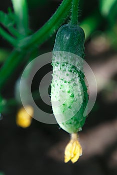 The cucumber on the bed in the garden in the summer