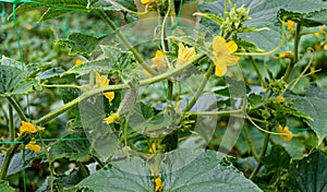 Cucumber on a bed