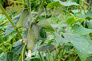 Cucumber on a bed