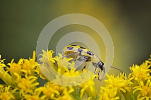 Cucumber Beetle