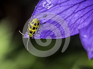 Cucumber beetle on flower in summer