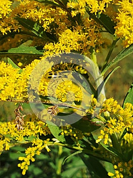 Cucumber Beetle on Goldenrod