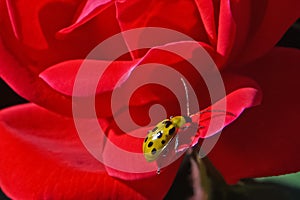 Cucumber Beetle on a rose