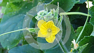 Cucumis sativus. Cucumber blooming in garden. Yellow cucumber blossom close up view on green leaves and blurred background. photo