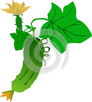 Cucumber on a branch with a flower and ovary leaves vector drawing