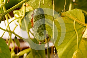 Cucumber on a branch in the garden. Ingathering. Healthy vegetables. Natural cucumbers without chemicals.