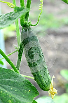 A cucumber in a bush outdoors. How to grow a cucumber plant in a garden. Closeup. Summer season. Vegetable gardening concept