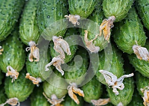 Cucumber close-up