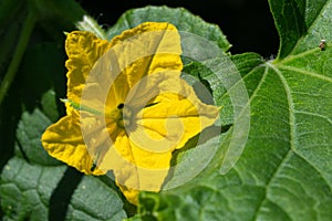 Cucumber, Cucumis sativus