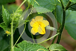 Cucumber or Cucumis sativus creeping vine plant with single bright yellow fully open flower growing in local garden surrounded