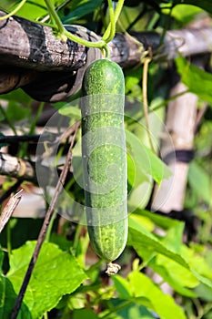 Cucumber Cucumis sativus growing hang in vegetable farm garden background