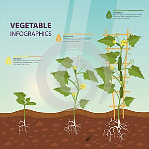 Cucumber or cuke on creeping vine infographic