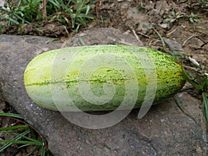 cucumber for the diet