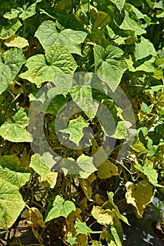 Cucumber disorder symptom, plant disease