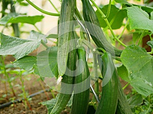 Cucumber greenhouse english Cucumis sativus seedless bio green vegetable harvest farmer farming folio European fresh