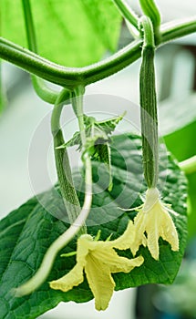 Cucumber farm greenhouse. Growing cucumbers